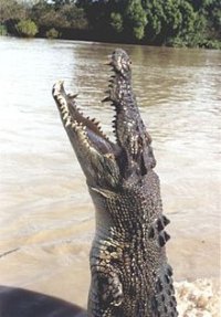Вся правда о крокодилах